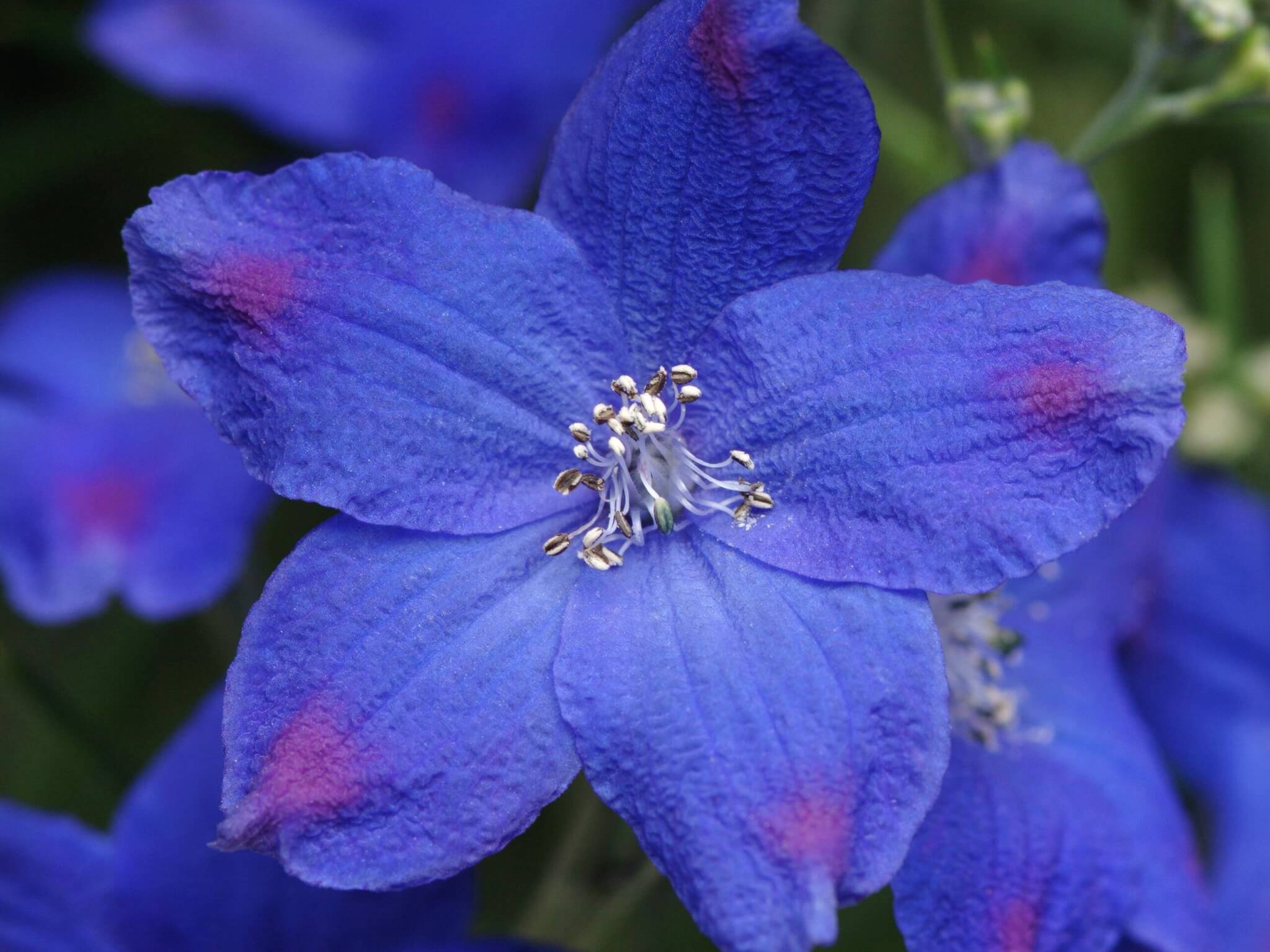 Delphinium, Blue Butterfly