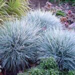 Grass, Fescue Elijah Blue