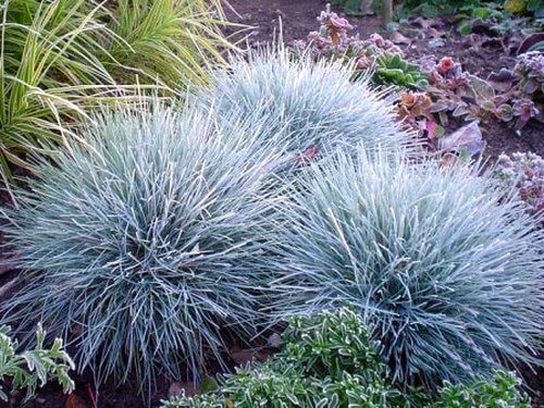 Grass, Fescue Elijah Blue