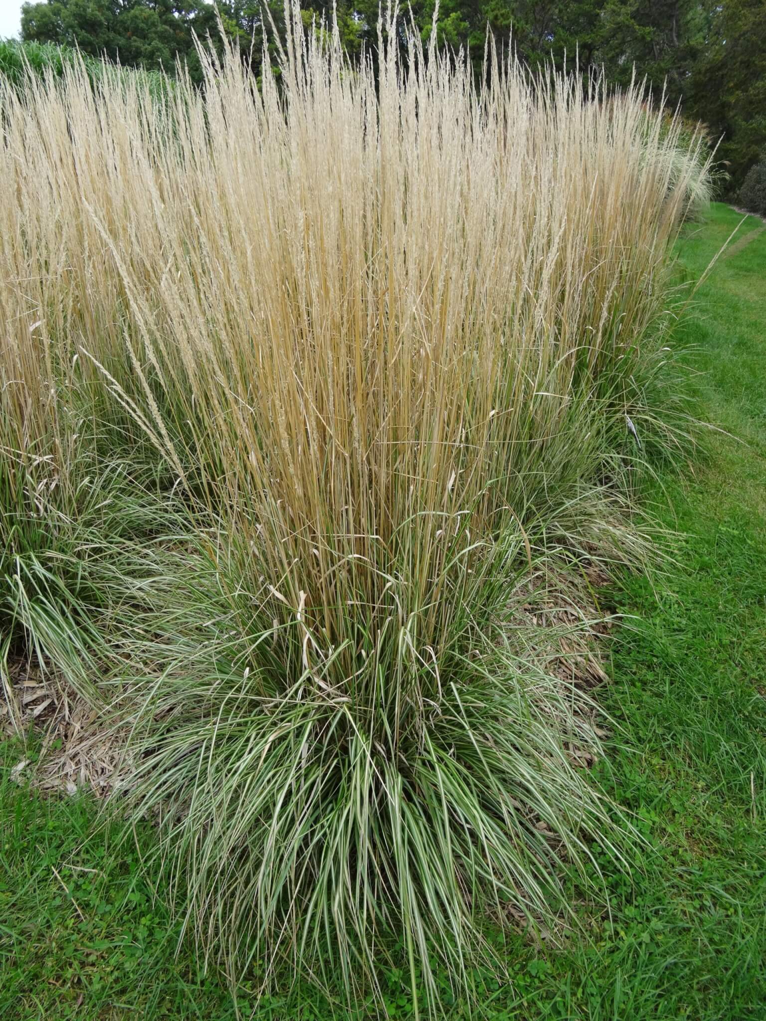 Grass, Feather Reed Avalanche