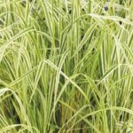 Grass, Feather Reed Overdam