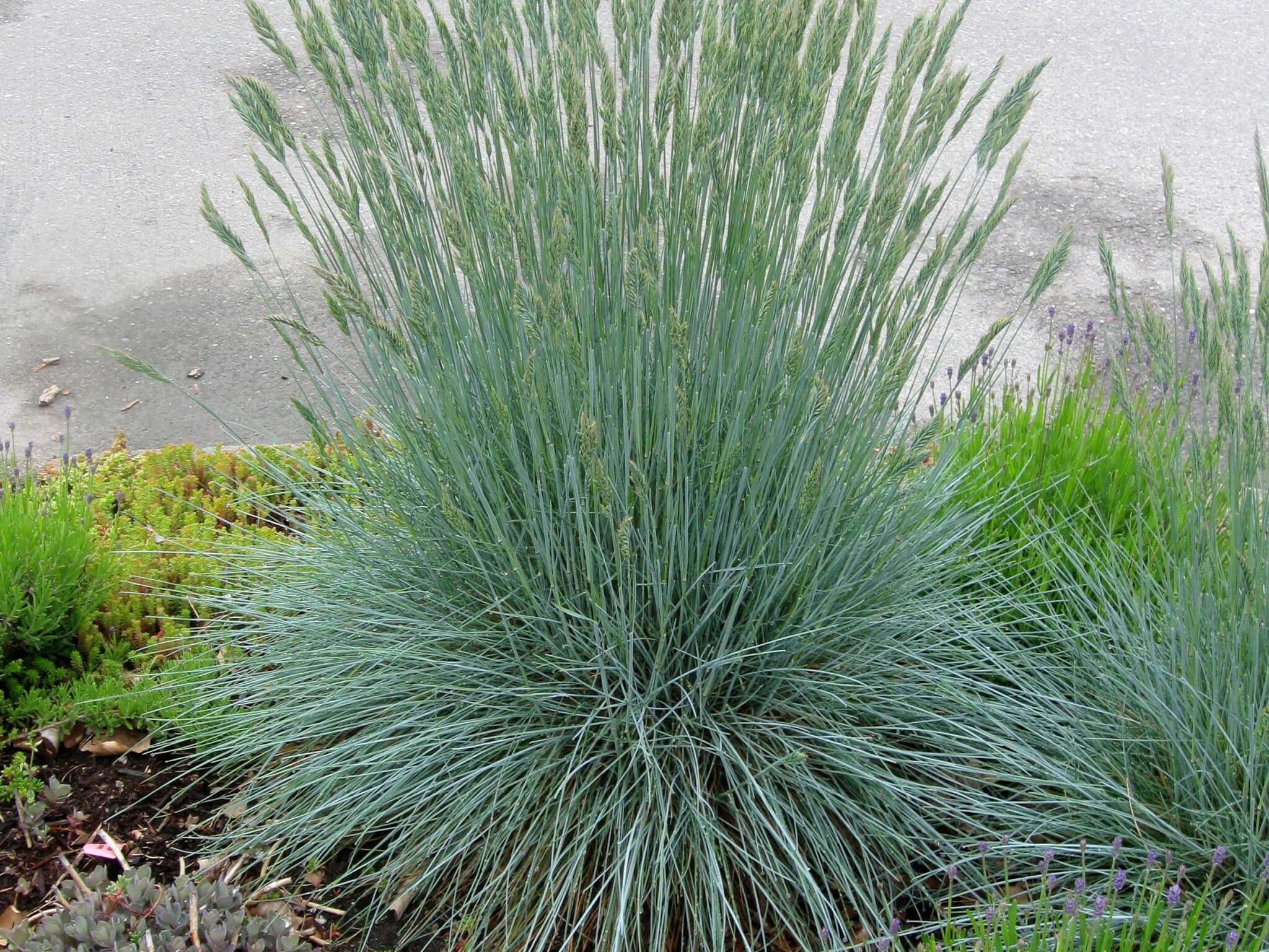 Grass, Fescue Beyond Blue