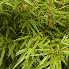 Grass, Hardy Clumping Bamboo 'Sunset Glow'