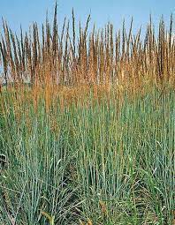Grass, Indian Grass Indian Steel