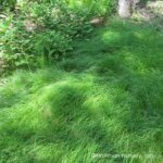 Grass, Sedge Pennsylvania