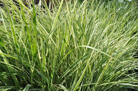 Grass, Maiden Variegated