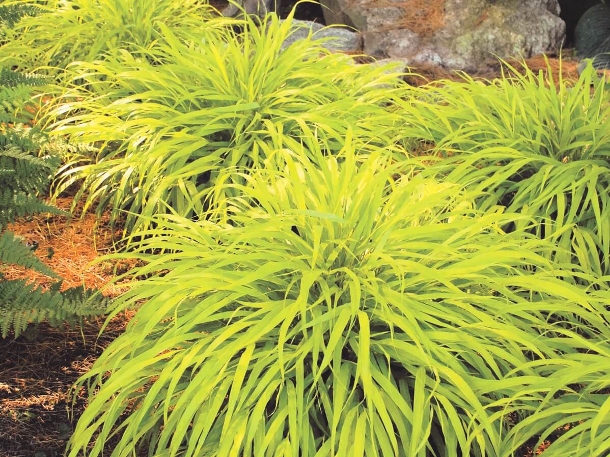 Grass, Hakone All Gold