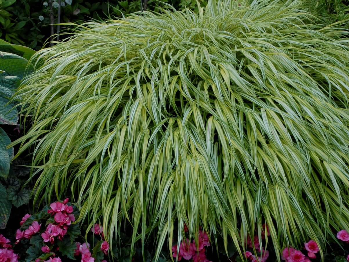 Grass, Hakone Variegated Golden