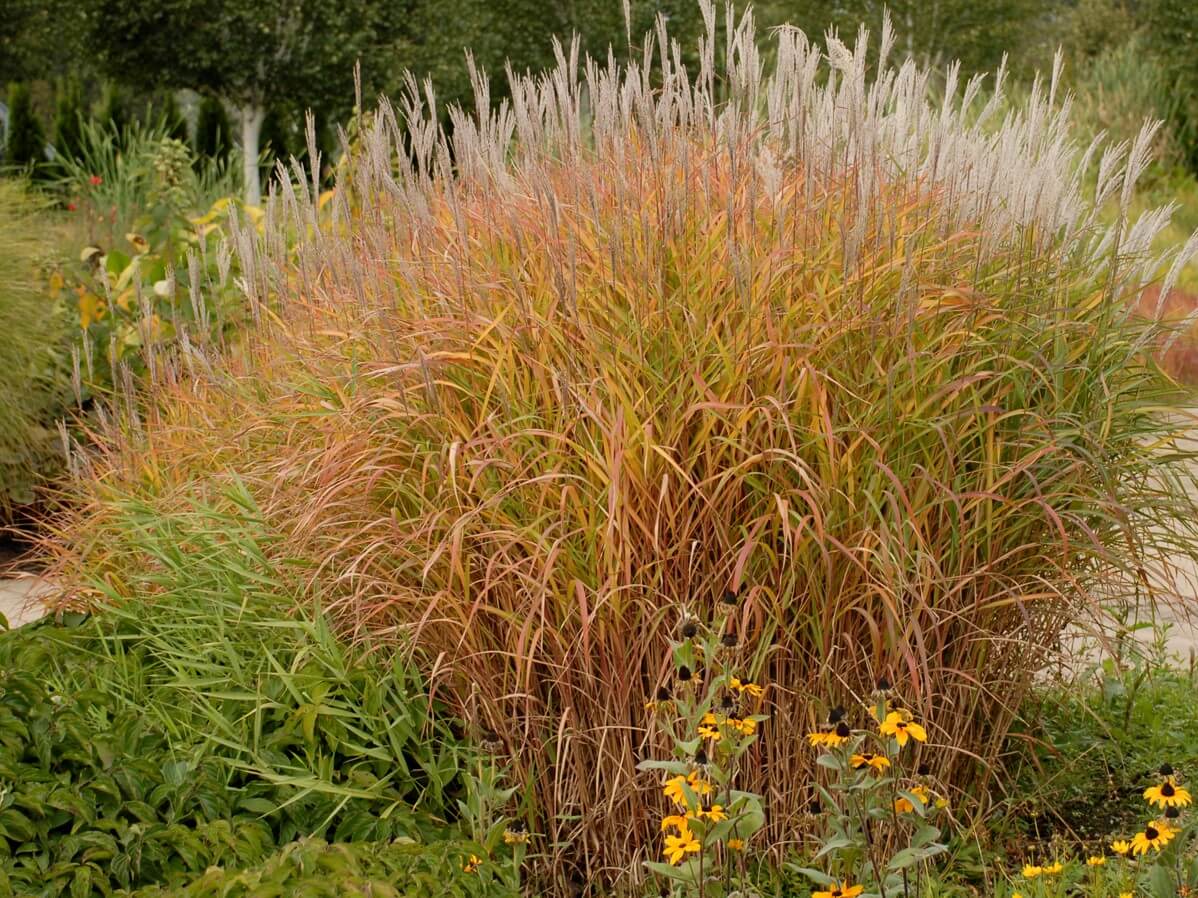 Grass, Maiden Flame