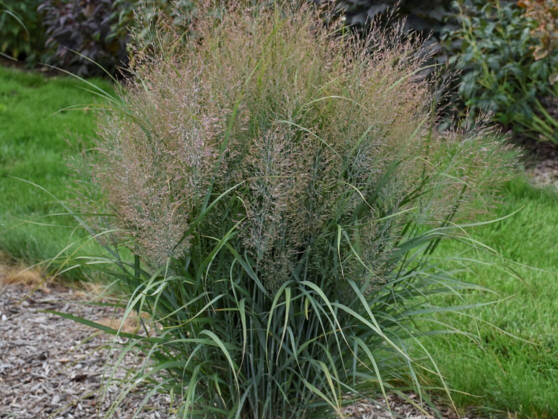 Grass, Switchgrass Gunsmoke