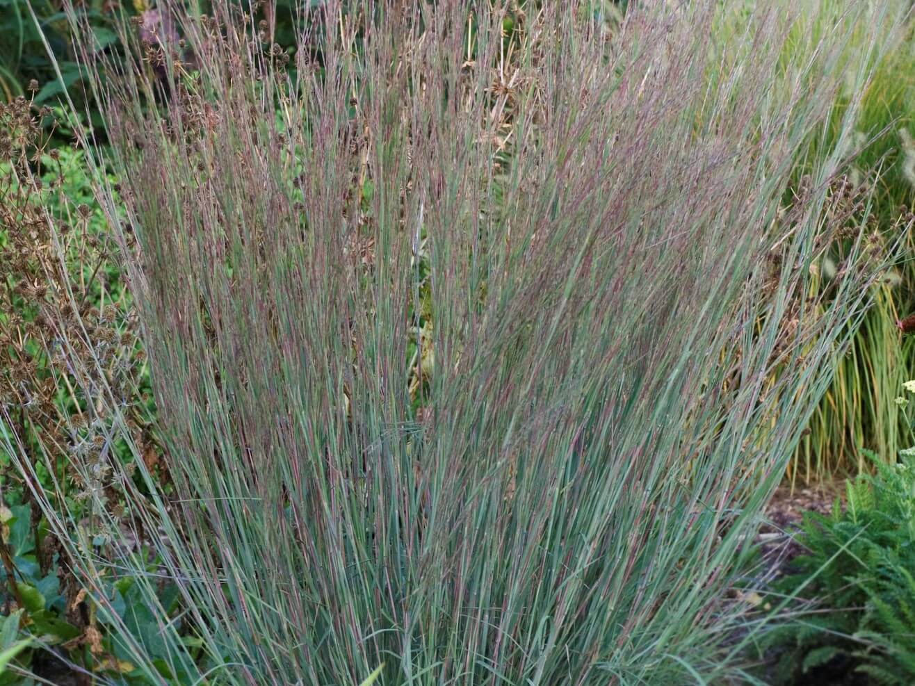 Grass, Little Bluestem Blue Heaven