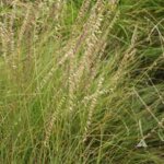Grass, Sideoats Gramma