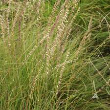 Grass, Sideoats Gramma