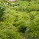 Grass, Sprengel's Sedge