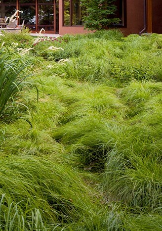 Grass, Sprengel's Sedge