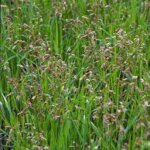 Grass, Vanilla