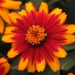 Zinnia, Zahara Sunburst