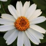 Zinnia, Zahara White
