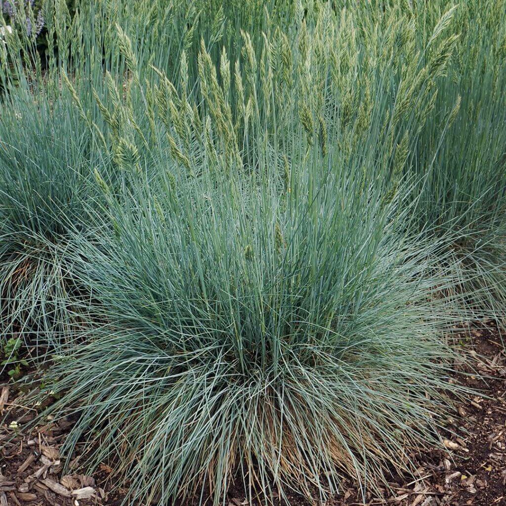Grass, Fescue Cool as Ice