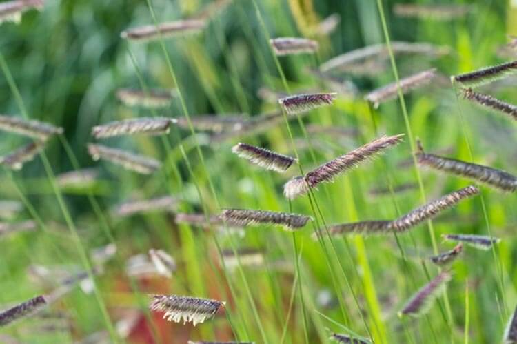 Grass, Grama Blue