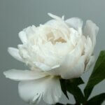 Peony, Auten's White