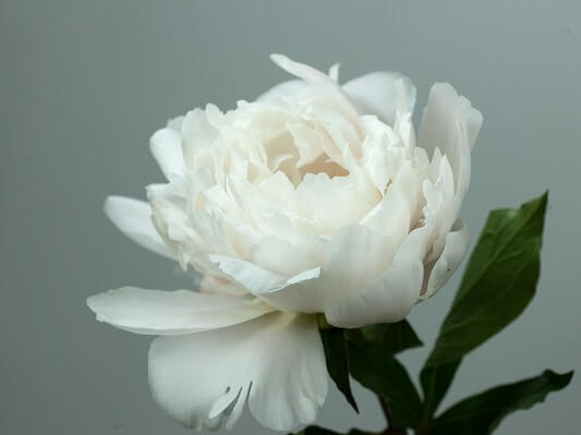 Peony, ‘Auten’s White’