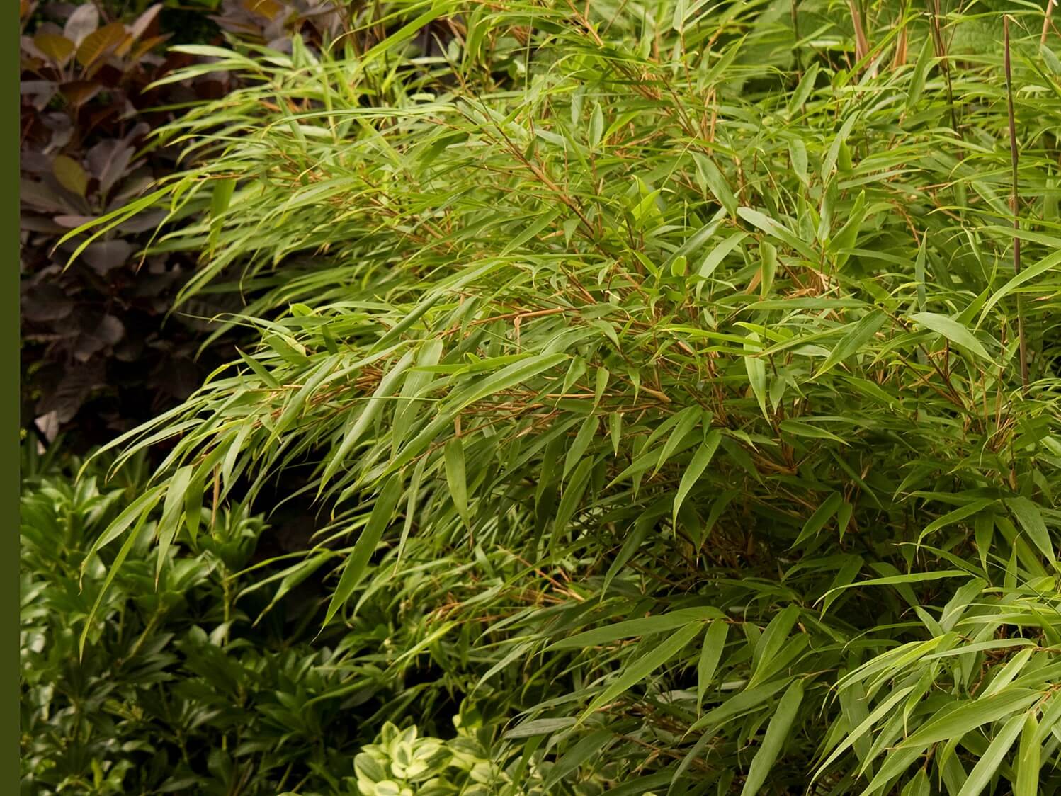 Grass, Hardy Clump Forming