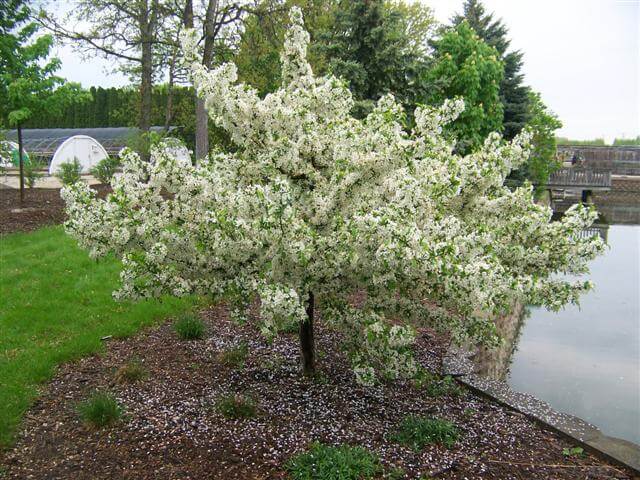 Crabapple, Sargent Firebird