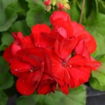 Geranium, Big EEZE Dark Red