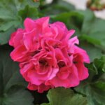 Geranium, Big EEZE Fuchsia Blue