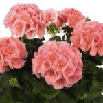 Geranium, Big EEZE Salmon