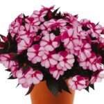 Impatiens, New Guinea Petticoat Rose Star