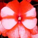 Impatiens, New Guinea Petticoat Mandarin Star