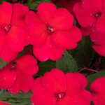 Impatiens, SunStanding Apollo Cherry Red