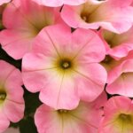 Petunia, Potunia Plus Baby Pink