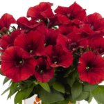 Petunia, Potunia Dark Red