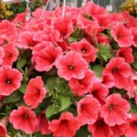 Petunia, Potunia Coral