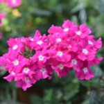 Verbena, Empress Hot Pink Charme