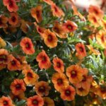 Calibrachoa, Aloha Kona Hot Orange