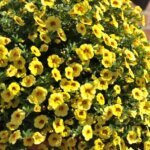 Calibrachoa, Aloha Kona Pineapple