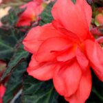 Begonia, I'conia Miss Malibu