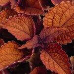Coleus, Main Street Wall Street