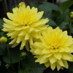 Dahlia, XXL Durango
