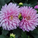 Dahlia, XXL Veracruz