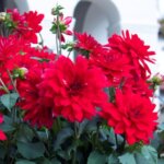 Dahlia, XXL Cancun
