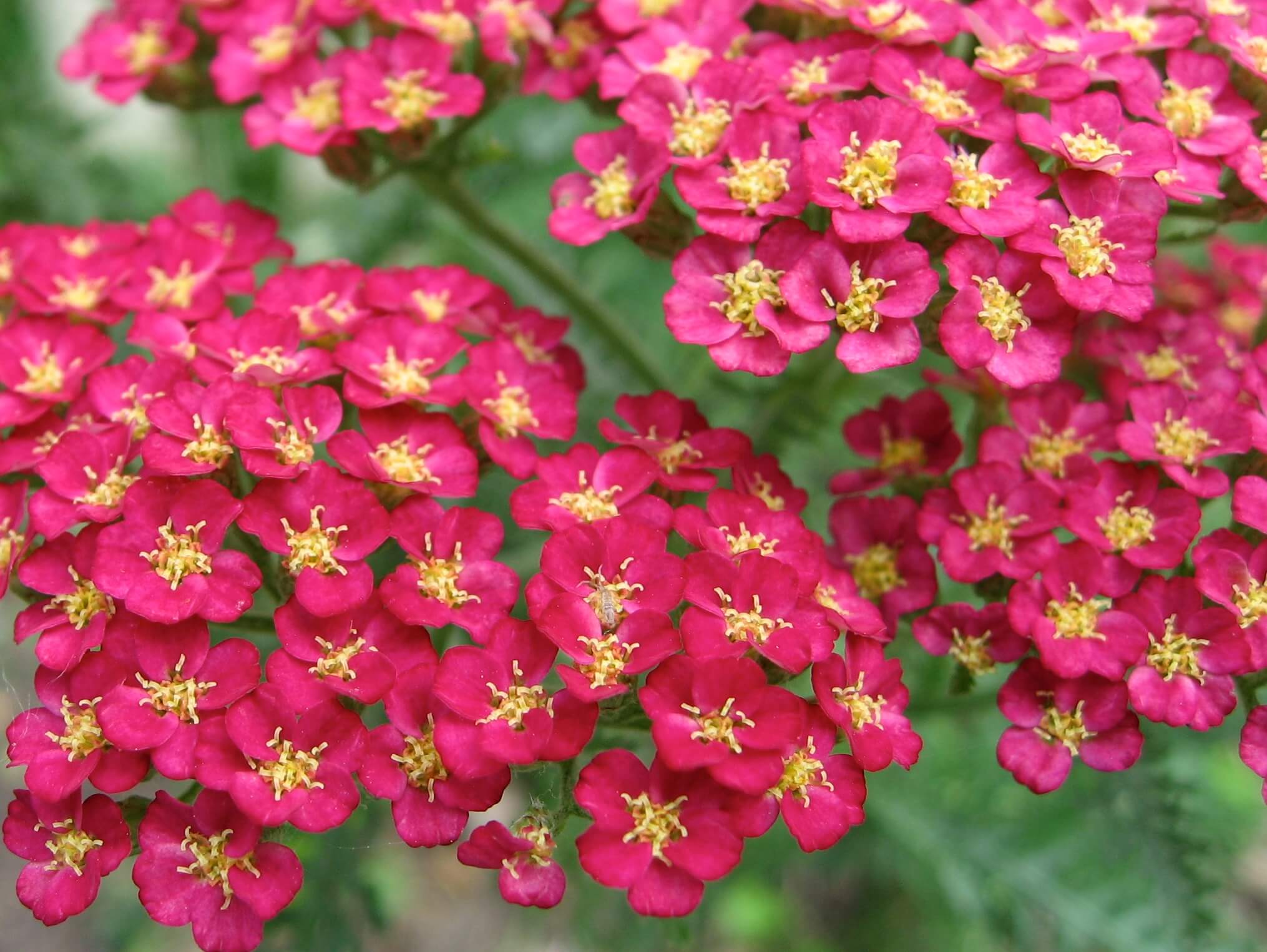 Yarrow, Pomegranate