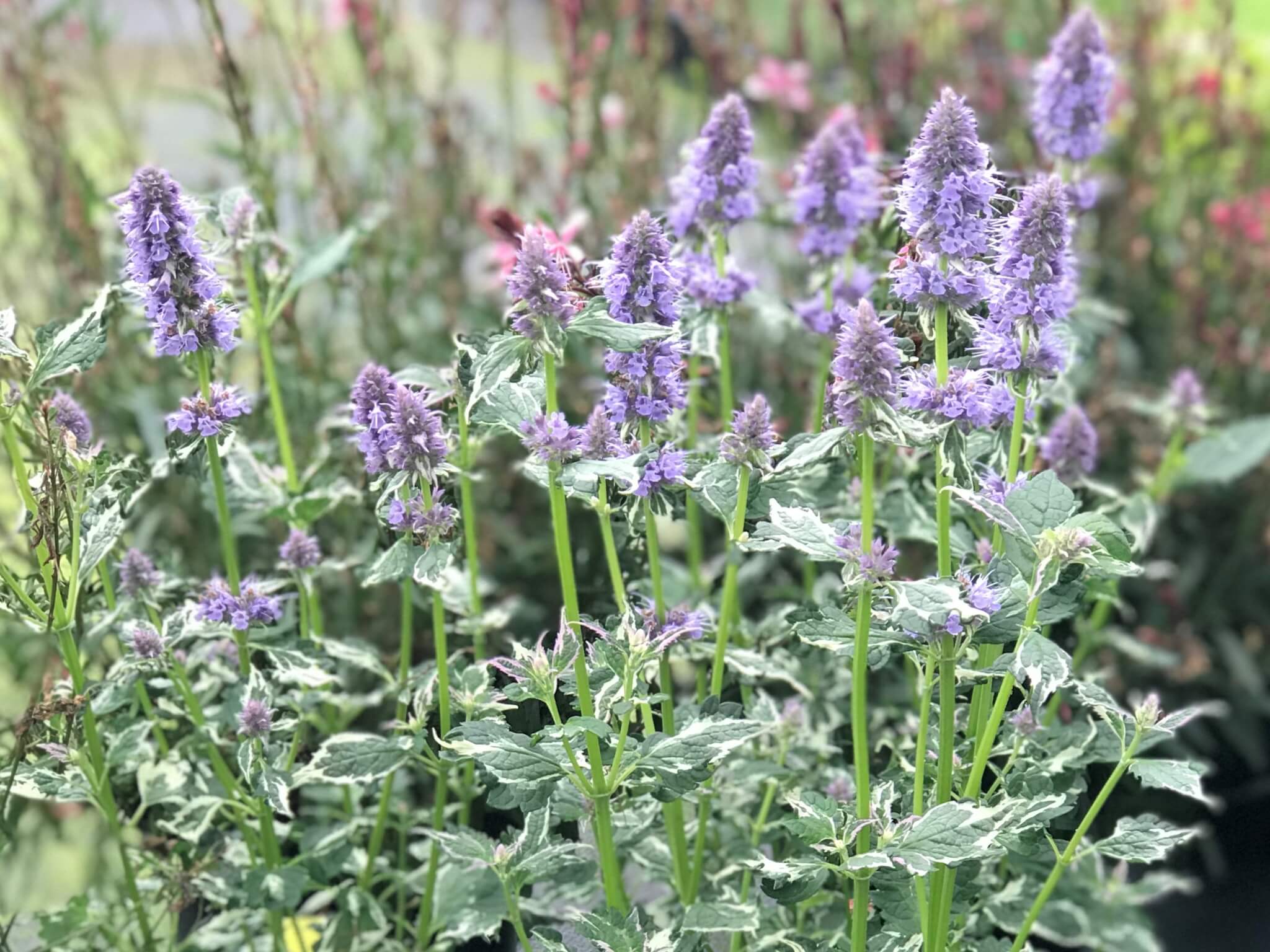 Agastache, Crazy Fortune