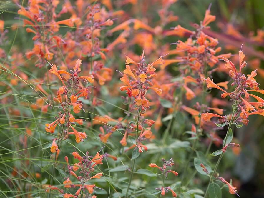 Agastache, Tango