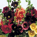 Hollyhock, Single Mix