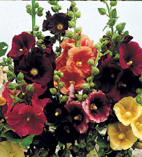 Hollyhock, Single Mix